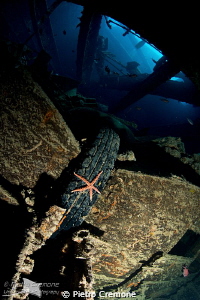 Seastar in Thistlegorm by Pietro Cremone 